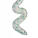 EXFOLIATING-CLEANSER2